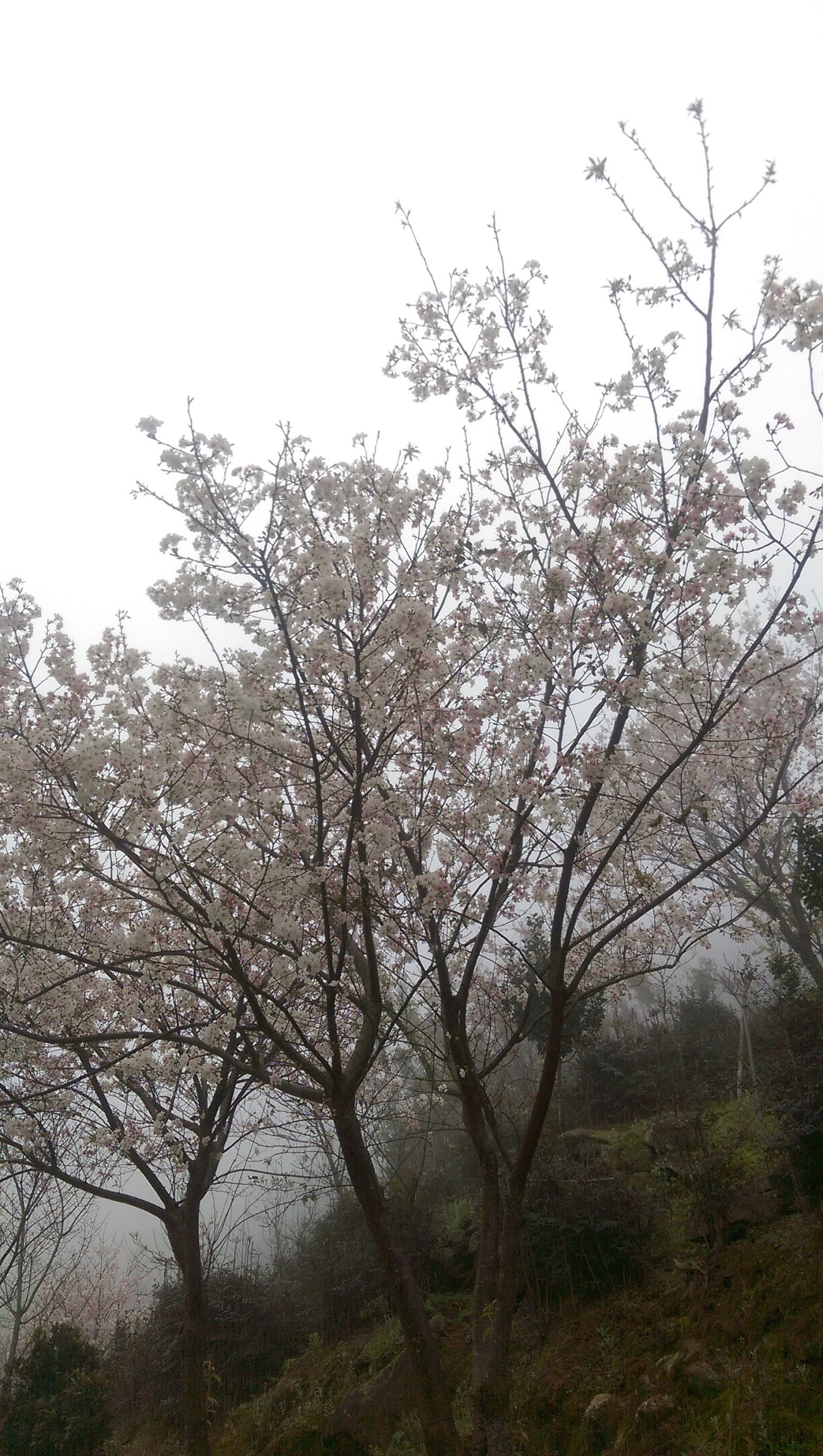 粉白的櫻花搭上山霧彷彿置身於仙境之中